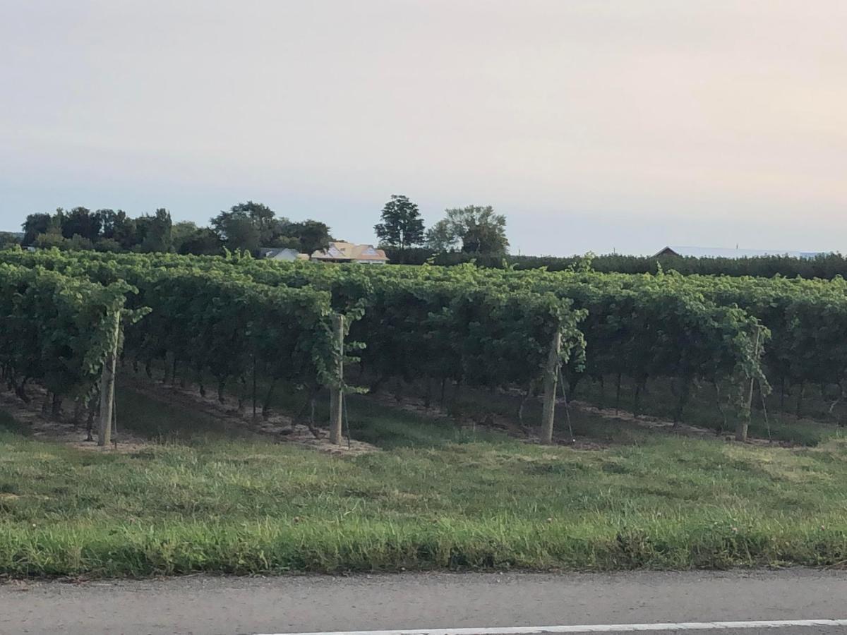 Villa In The Vines Niagara-on-the-Lake Exterior foto